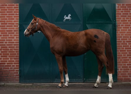 Koń hanowerski, Klacz, 3 lat, 174 cm, Kasztanowata