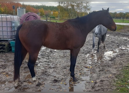 Koń hanowerski, Klacz, 3 lat, Gniada