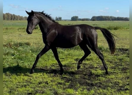 Koń hanowerski, Klacz, 3 lat, Kara