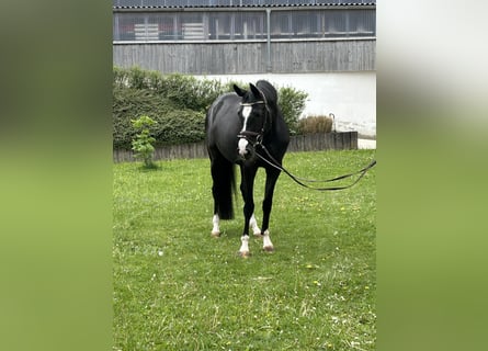 Koń hanowerski, Klacz, 4 lat, 160 cm, Kara