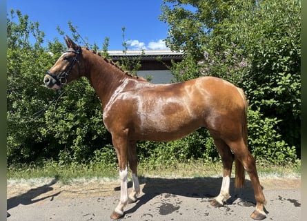 Koń hanowerski, Klacz, 4 lat, 161 cm, Izabelowata