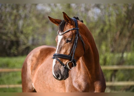 Koń hanowerski, Klacz, 4 lat, 162 cm, Ciemnokasztanowata