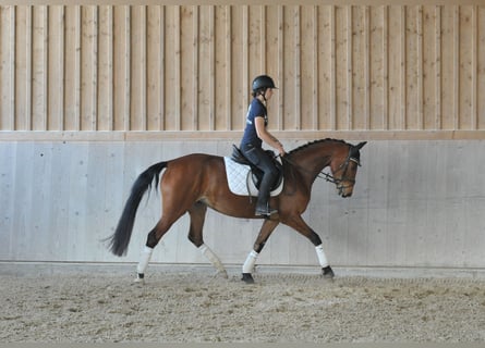 Koń hanowerski, Klacz, 4 lat, 162 cm, Gniada