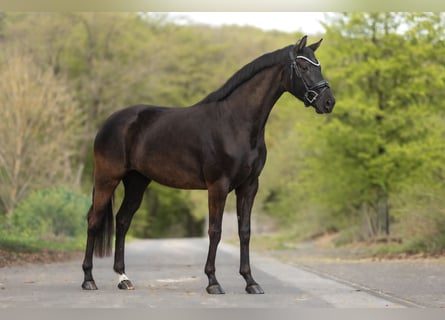 Koń hanowerski, Klacz, 4 lat, 163 cm, Ciemnogniada