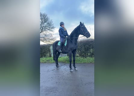 Koń hanowerski, Klacz, 4 lat, 163 cm, Ciemnogniada