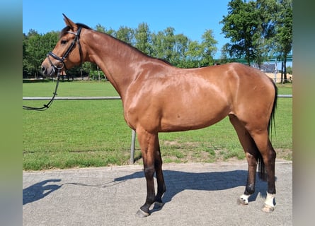 Koń hanowerski, Klacz, 4 lat, 163 cm, Gniada
