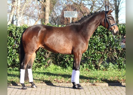 Koń hanowerski, Klacz, 4 lat, 163 cm, Gniada