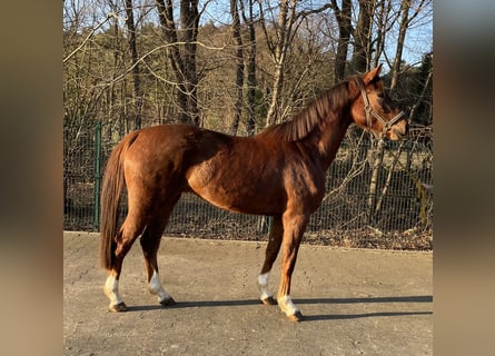 Koń hanowerski, Klacz, 4 lat, 163 cm, Kasztanowata