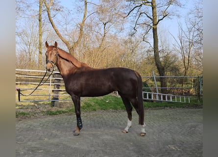 Koń hanowerski, Klacz, 4 lat, 164 cm, Ciemnokasztanowata