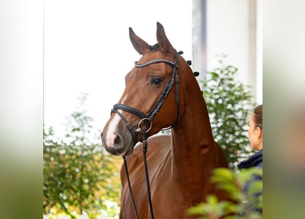 Koń hanowerski, Klacz, 4 lat, 164 cm, Gniada