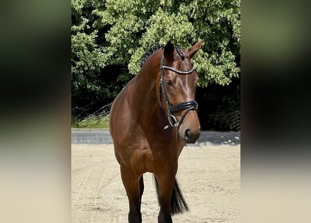 Koń hanowerski, Klacz, 4 lat, 164 cm, Gniada