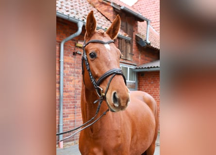 Koń hanowerski, Klacz, 4 lat, 164 cm, Kasztanowata