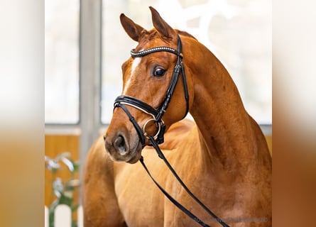 Koń hanowerski, Klacz, 4 lat, 164 cm, Kasztanowata