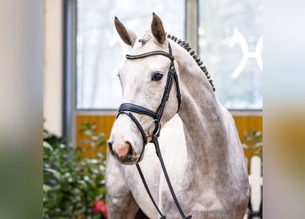 Koń hanowerski, Klacz, 4 lat, 164 cm, Siwa