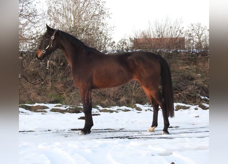 Koń hanowerski, Klacz, 4 lat, 165 cm, Ciemnogniada