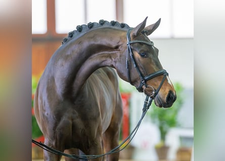 Koń hanowerski, Klacz, 4 lat, 165 cm, Ciemnogniada