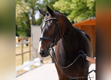 Koń hanowerski, Klacz, 4 lat, 165 cm, Gniada