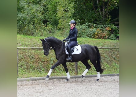 Koń hanowerski, Klacz, 4 lat, 165 cm, Kara
