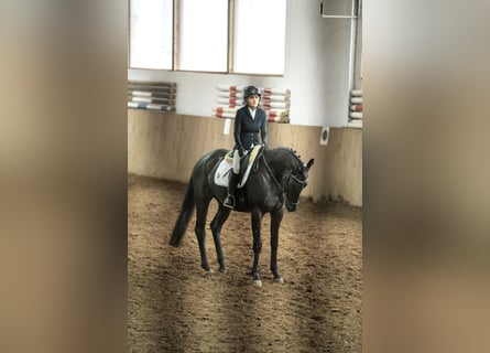 Koń hanowerski, Klacz, 4 lat, 165 cm, Kara