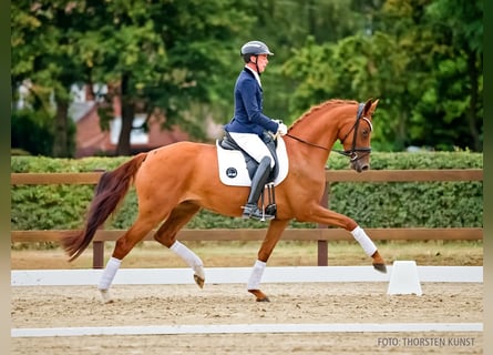 Koń hanowerski, Klacz, 4 lat, 165 cm, Kasztanowata
