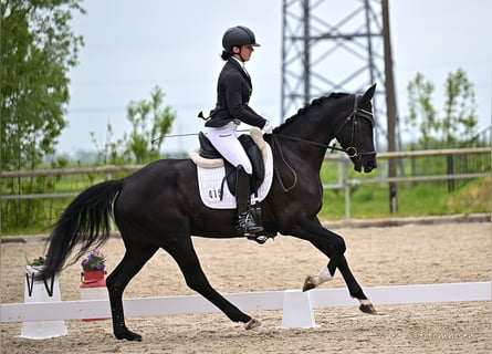 Koń hanowerski, Klacz, 4 lat, 165 cm, Skarogniada