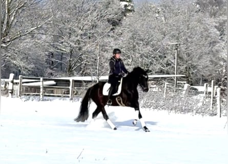 Koń hanowerski, Klacz, 4 lat, 165 cm, Skarogniada