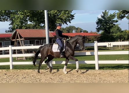 Koń hanowerski, Klacz, 4 lat, 165 cm, Skarogniada
