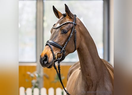 Koń hanowerski, Klacz, 4 lat, 166 cm, Ciemnogniada