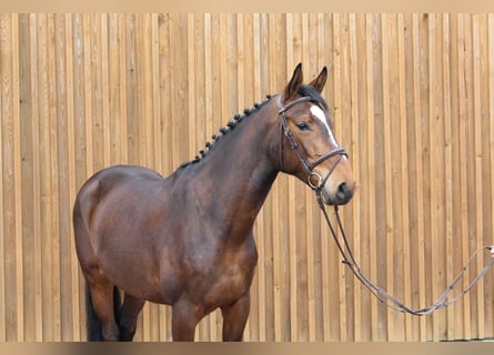 Koń hanowerski, Klacz, 4 lat, 166 cm, Gniada