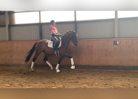 Koń hanowerski, Klacz, 4 lat, 166 cm, Gniada