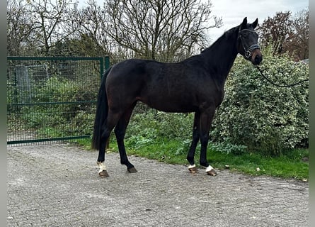Koń hanowerski, Klacz, 4 lat, 166 cm, Gniada