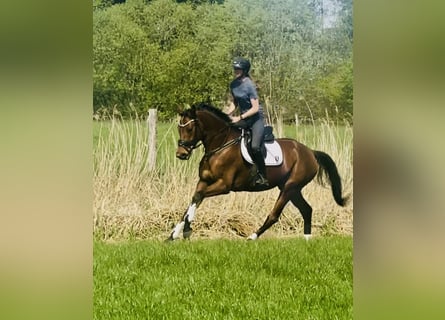 Koń hanowerski, Klacz, 4 lat, 166 cm, Gniada