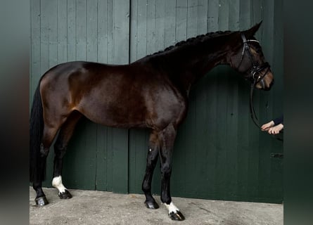 Koń hanowerski, Klacz, 4 lat, 166 cm, Gniada