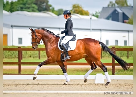 Koń hanowerski, Klacz, 4 lat, 166 cm, Gniada