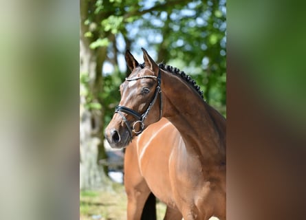 Koń hanowerski, Klacz, 4 lat, 166 cm, Gniada