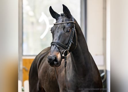 Koń hanowerski, Klacz, 4 lat, 166 cm, Skarogniada