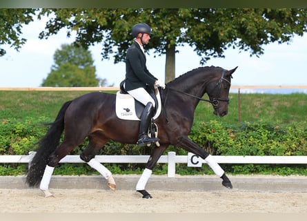 Koń hanowerski, Klacz, 4 lat, 167 cm, Ciemnogniada