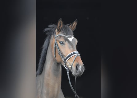 Koń hanowerski, Klacz, 4 lat, 167 cm, Ciemnogniada