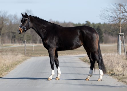 Koń hanowerski, Klacz, 4 lat, 167 cm, Ciemnogniada