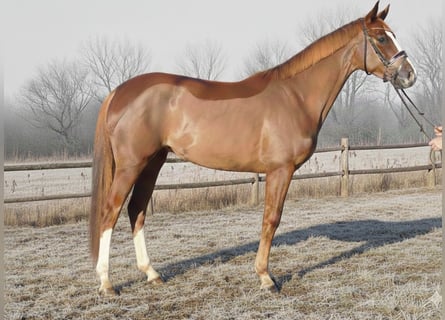 Koń hanowerski, Klacz, 4 lat, 167 cm, Ciemnokasztanowata