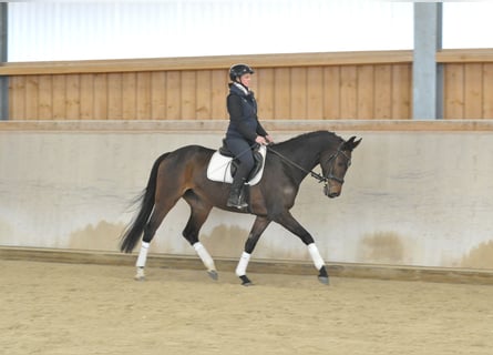 Koń hanowerski, Klacz, 4 lat, 167 cm, Gniada