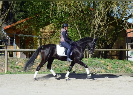 Koń hanowerski, Klacz, 4 lat, 167 cm, Kara