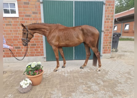 Koń hanowerski, Klacz, 4 lat, 167 cm, Kasztanowata