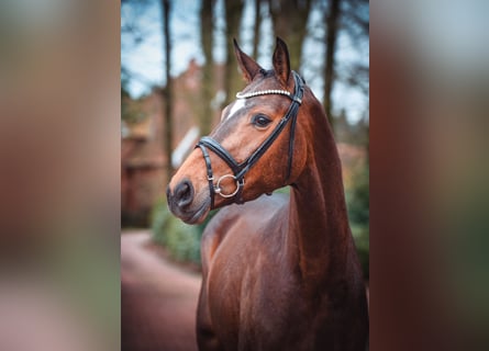 Koń hanowerski, Klacz, 4 lat, 168 cm, Ciemnogniada
