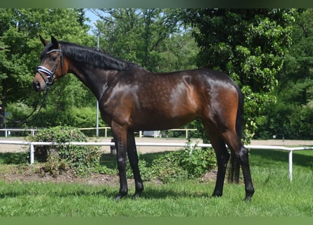Koń hanowerski, Klacz, 4 lat, 168 cm, Ciemnogniada