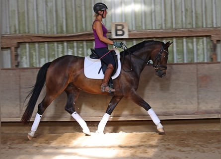 Koń hanowerski, Klacz, 4 lat, 168 cm, Ciemnogniada