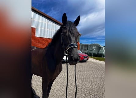 Koń hanowerski, Klacz, 4 lat, 168 cm, Kara