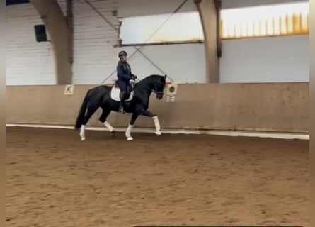 Koń hanowerski, Klacz, 4 lat, 168 cm, Kara