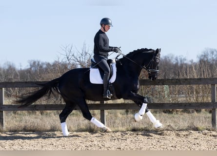 Koń hanowerski, Klacz, 4 lat, 168 cm, Kara