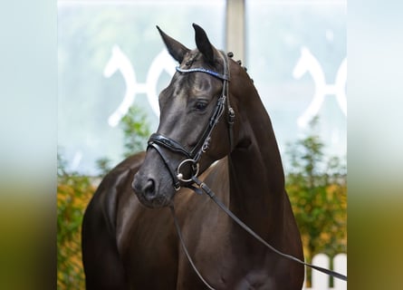 Koń hanowerski, Klacz, 4 lat, 168 cm, Kara
